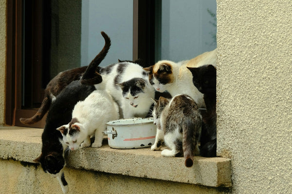 Many cats gather near the window for food.