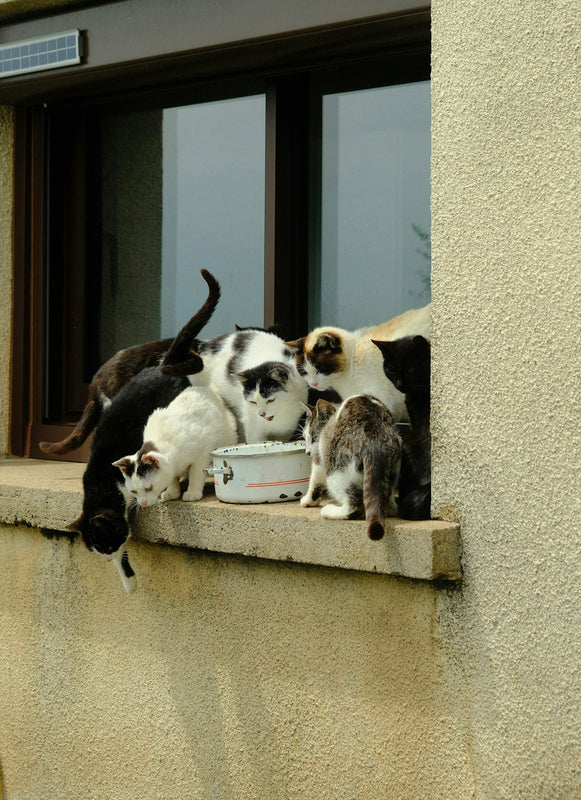 Many cats gather near the window for food.