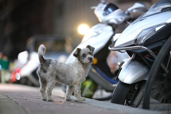 A curious dog stands next to motorcycles.