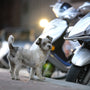 A curious dog stands next to motorcycles.