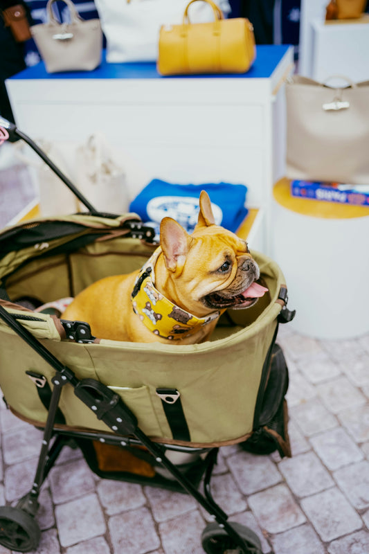 A french bulldog relaxes in a stroller.