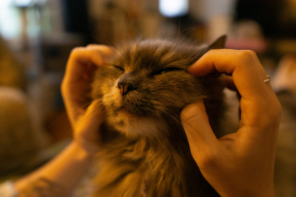Someone is giving the cat a cheek massage.