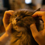 Someone is giving the cat a cheek massage.