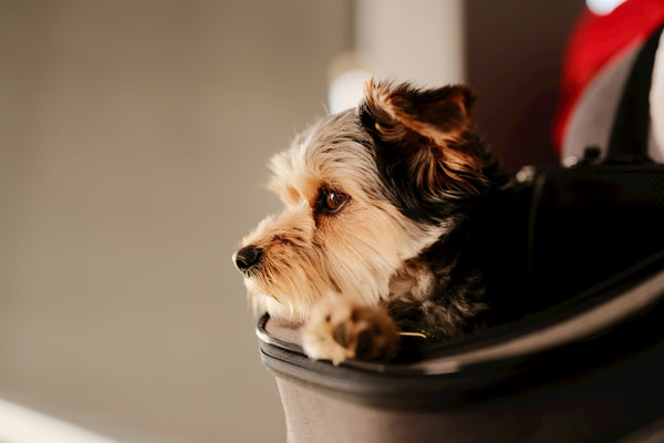 A small dog is safely in a carrying bag.