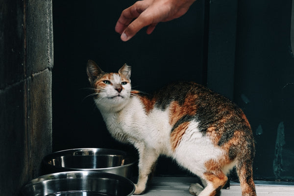 A calico cat reaches for a hand near food bowls.