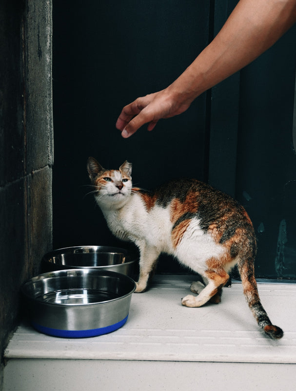 A calico cat reaches for a hand near food bowls.