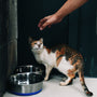 A calico cat reaches for a hand near food bowls.