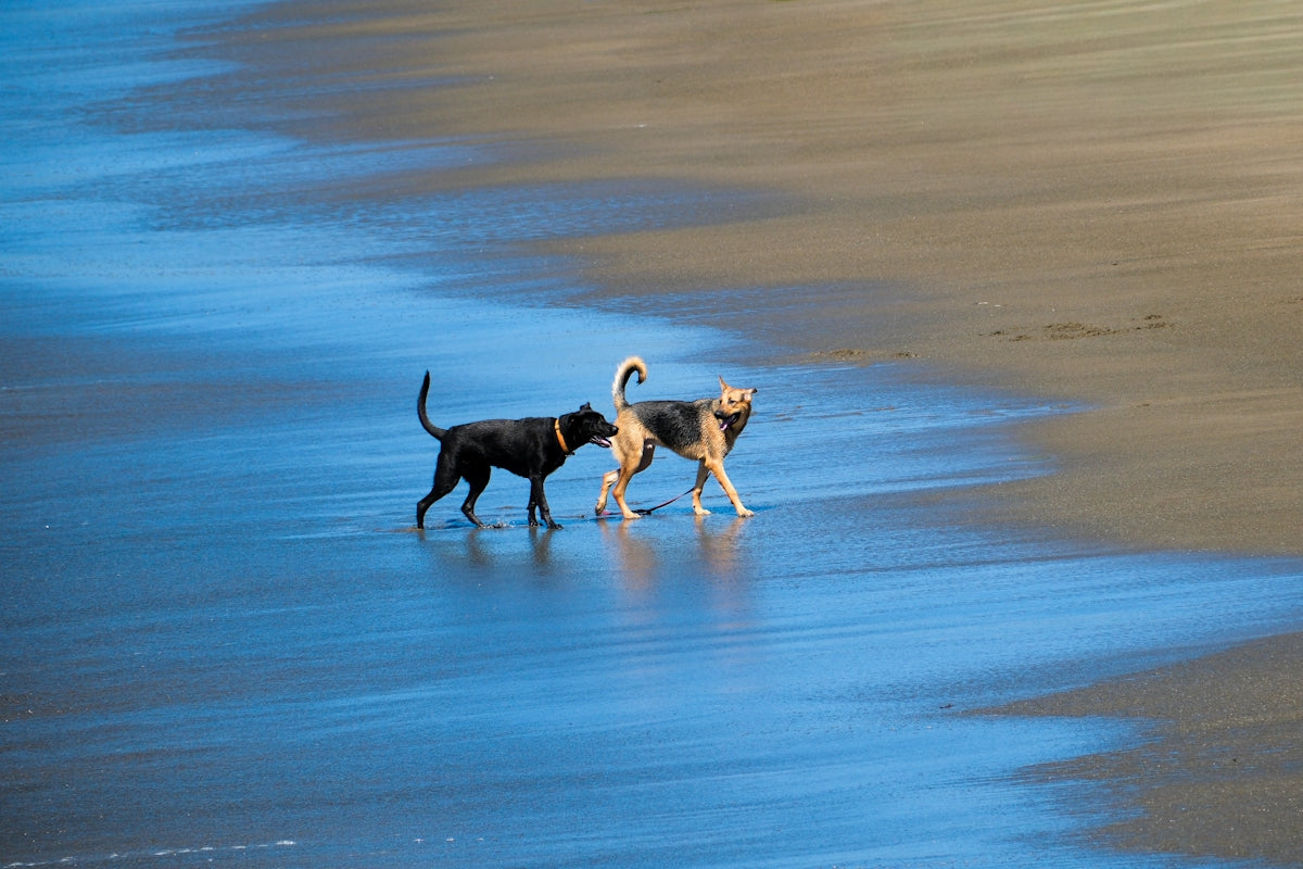 Two dogs walk along a wet sandy beach.