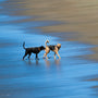 Two dogs walk along a wet sandy beach.