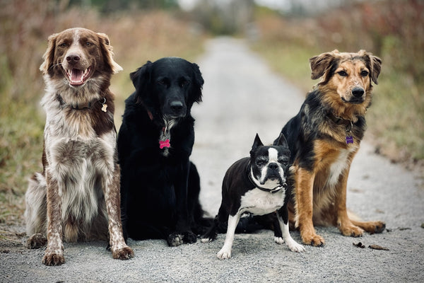 Four dogs sitting on a path outdoors together