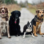 Four dogs sitting on a path outdoors together