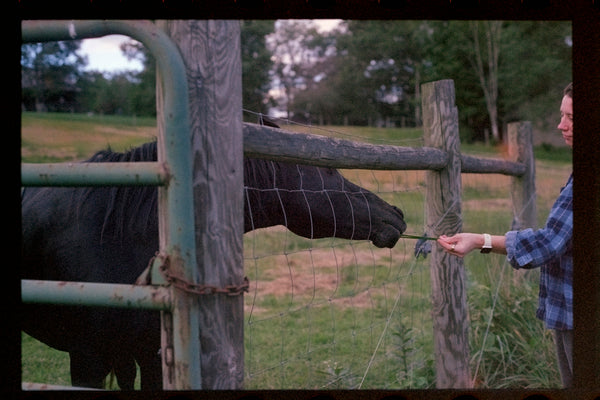 Person feeding a black horse over a fence.
