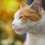 Orange and white cat with eyes closed outdoors