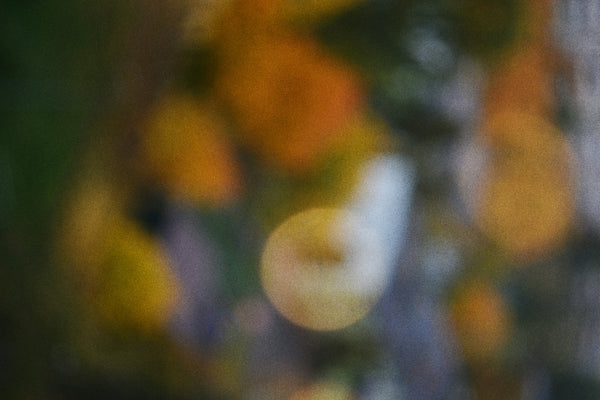 Blurred autumn leaves with bokeh lights