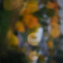 Blurred autumn leaves with bokeh lights