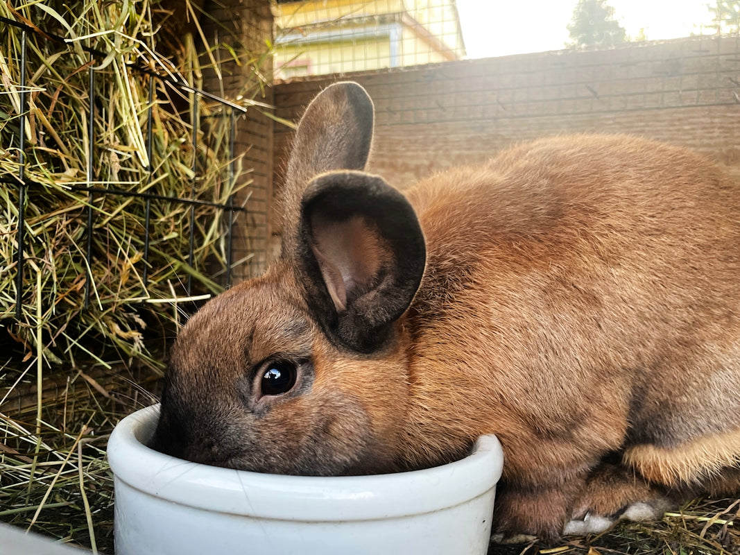A brown rabbit eating from a white bowl.