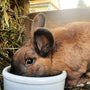A brown rabbit eating from a white bowl.