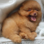 A fluffy orange pomeranian puppy yawning