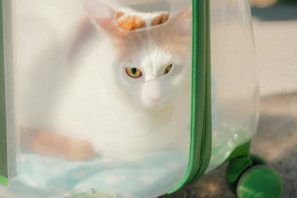 White cat with orange markings in a clear carrier.