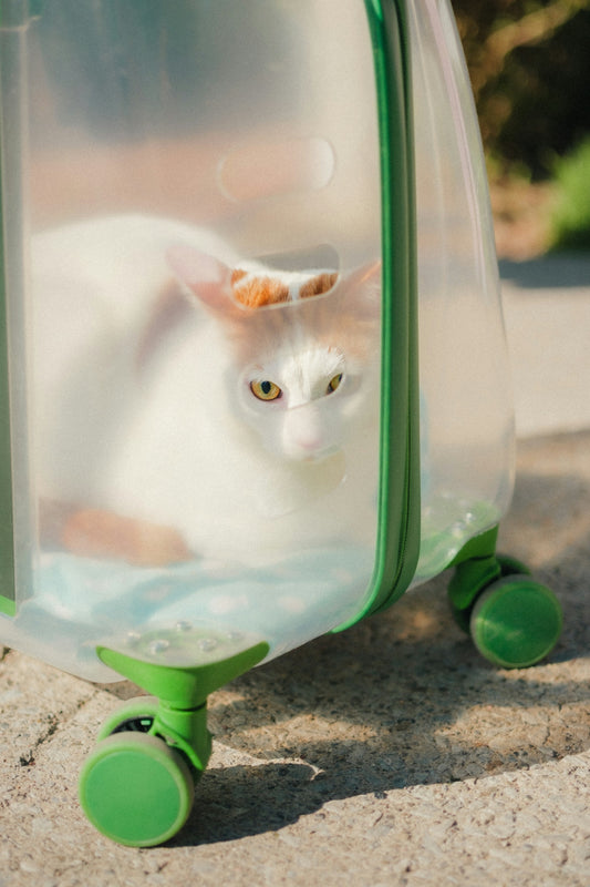 White cat with orange markings in a clear carrier.