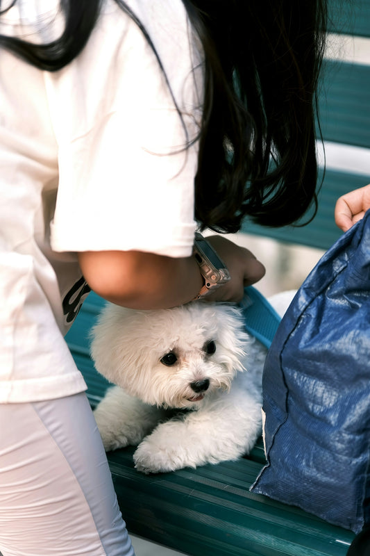 A fluffy white dog sits on a bench.
