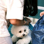 A fluffy white dog sits on a bench.