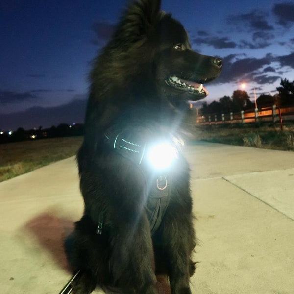 Canine Headlight Harness