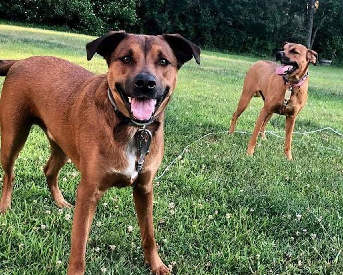 Double Dog Run Tangle-free Two Dog Tie Out Stake