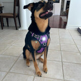 Canine Headlight Harness
