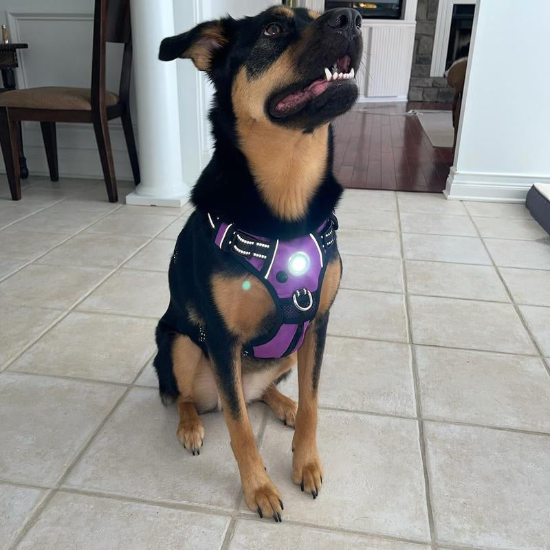 Canine Headlight Harness