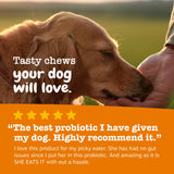 Delicious Pumpkin Flavor Probiotic Bites for Dogs - 3 Pack, 60 Count