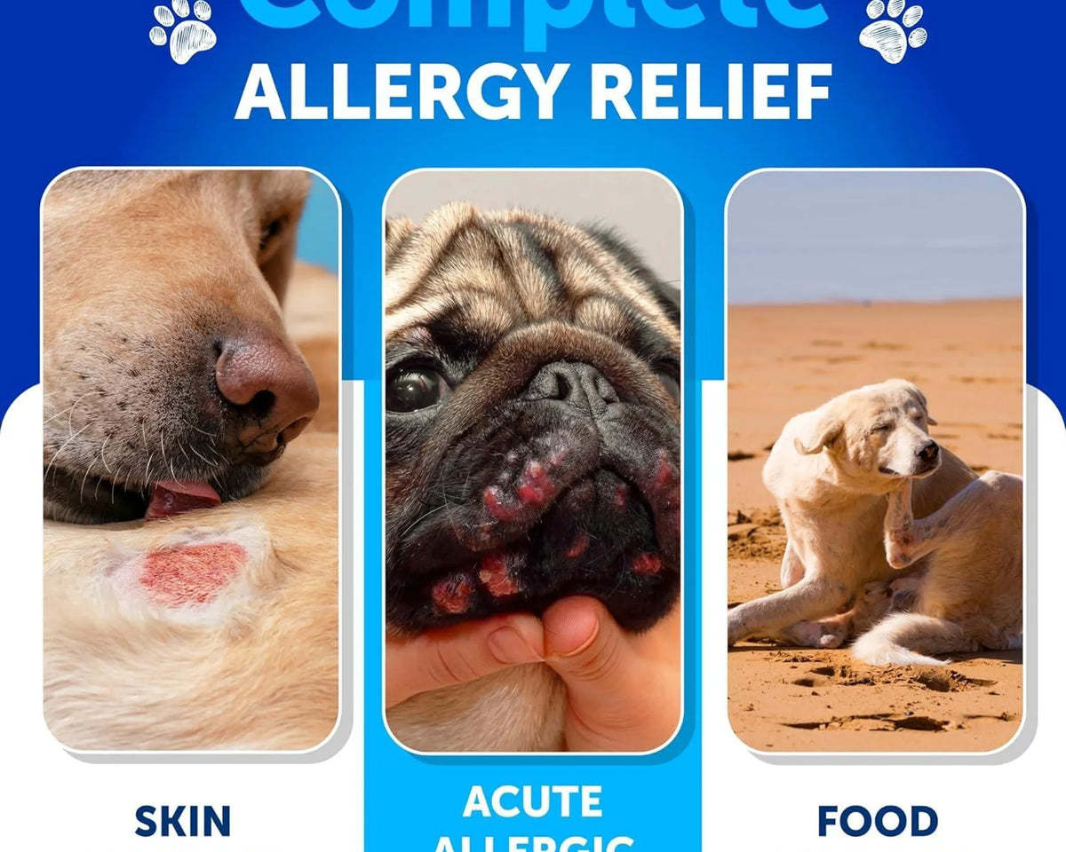Probiotics for Dogs Support Gut Health Itchy Skin Allergies