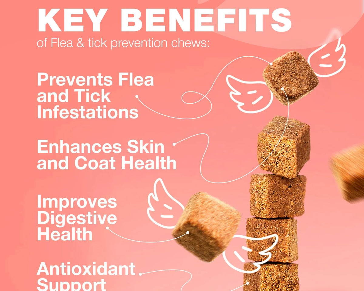 Flea Treatment for Cats