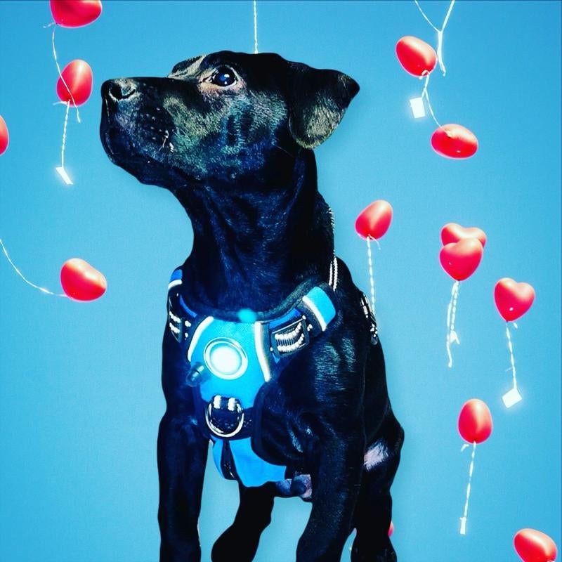 Canine Headlight Harness