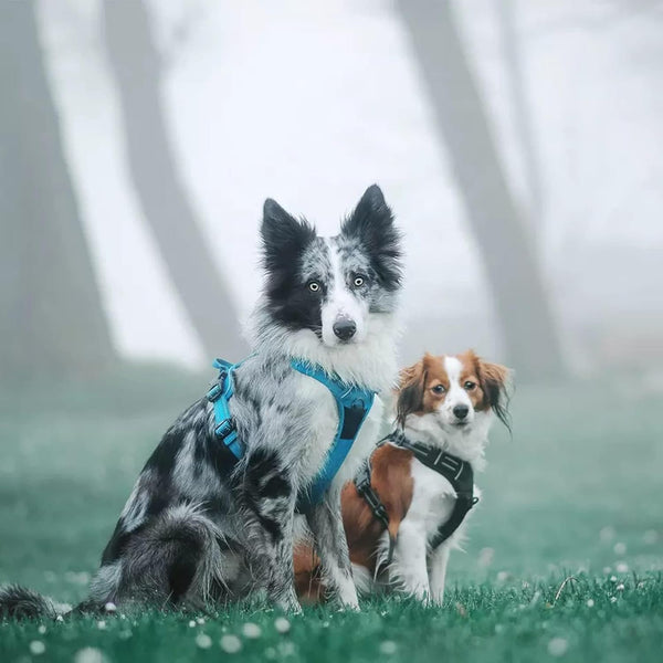 Truelove Adjustable No-Pull Dog Harness with Reflective Vest, Blue, Size XS - Enhanced Comfort and Visibility (Model TLH5651)