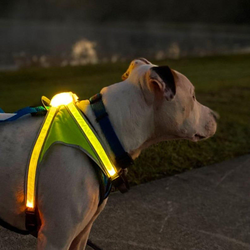 Noxgear Lighthound: Advanced Illuminated and Reflective Dog Harness with Multicolored LED Fiber Optics, USB Rechargeable, Adjustable, Lightweight, and Rainproof Design