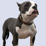 Basic Classic Luxury Padded Leather Dog and Cats Collar,