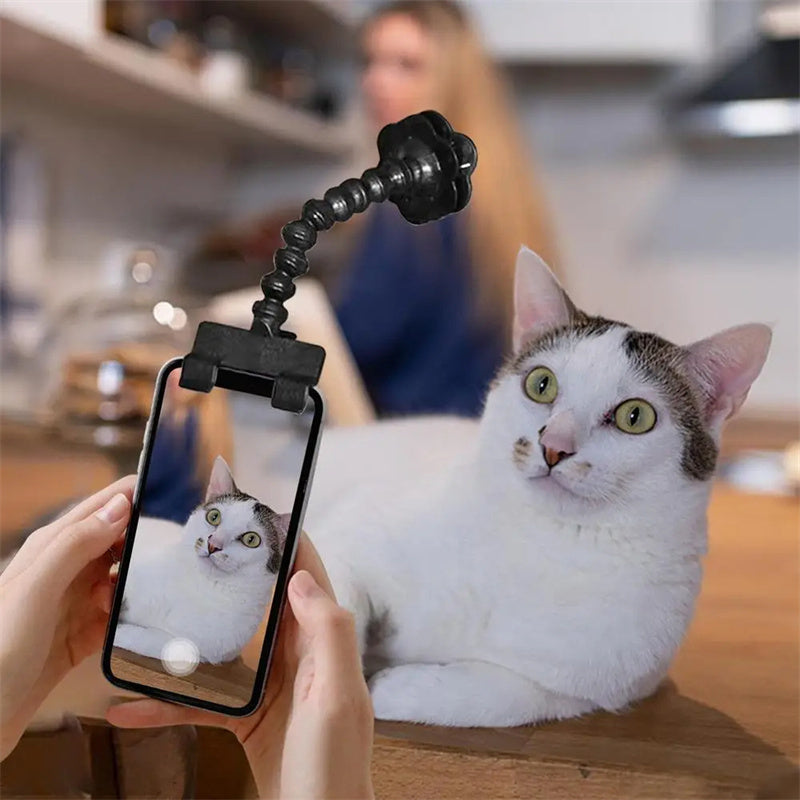 Pet Photography Tool Cat