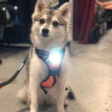 Canine Headlight Harness