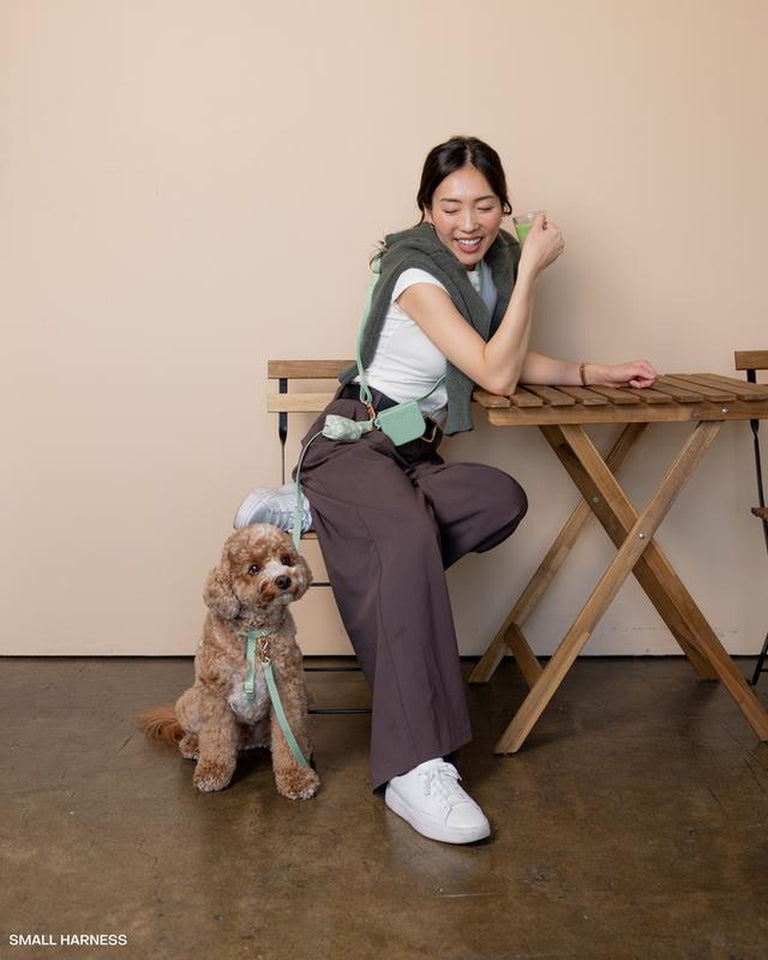 4-In-1 Convertible Hands Free Cloud Dog Leash