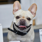 Pet Collection Padded Cute Dog Collar