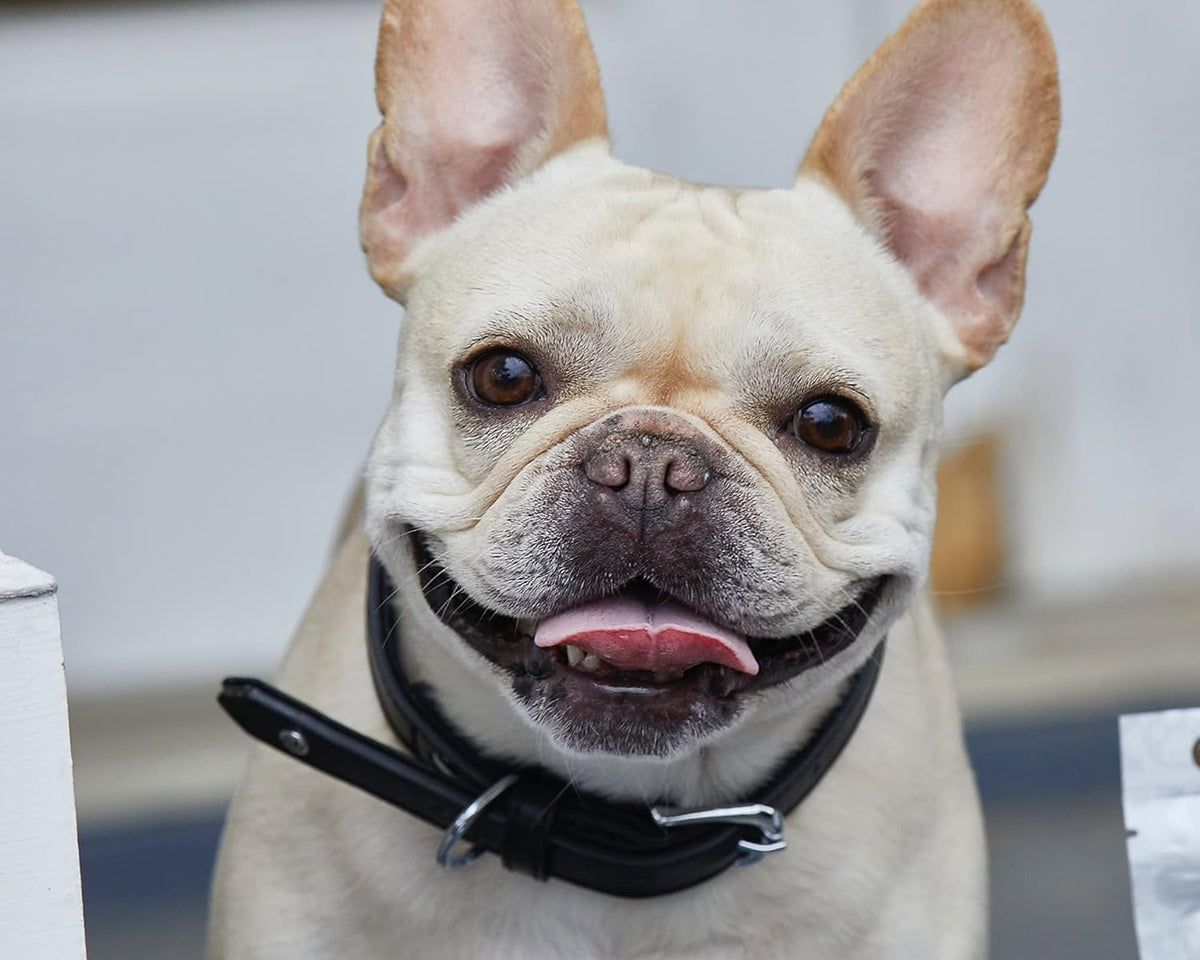 Pet Collection Padded Cute Dog Collar