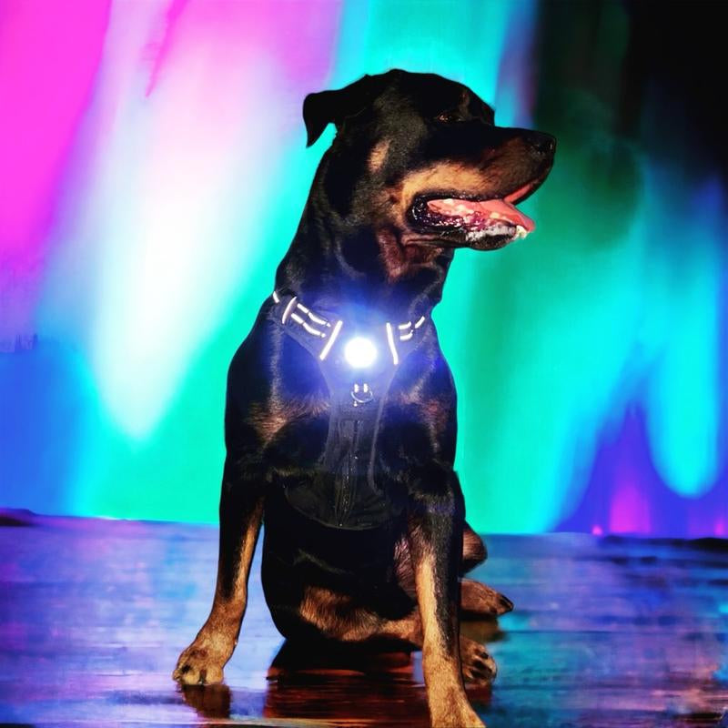 Canine Headlight Harness