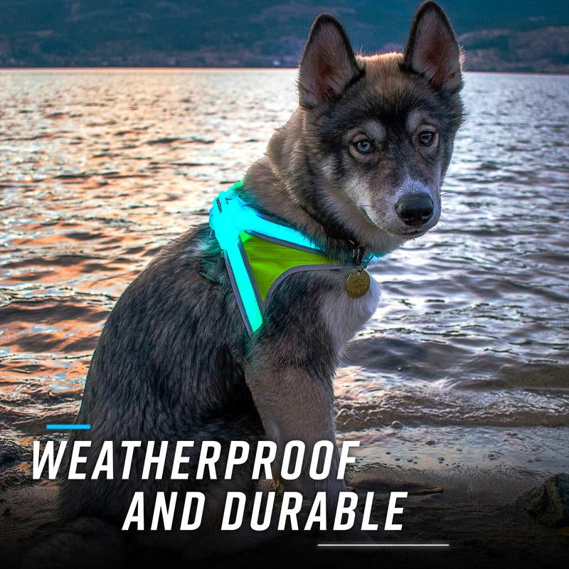 Noxgear Lighthound: Advanced Illuminated and Reflective Dog Harness with Multicolored LED Fiber Optics, USB Rechargeable, Adjustable, Lightweight, and Rainproof Design