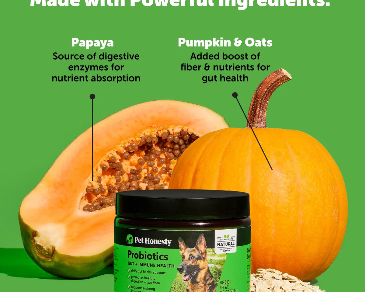 Delicious Pumpkin Flavor Digestive Probiotics Chews - 90 Count with 20% Off Auto Renew!