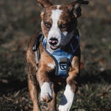 Embark Adventure Reflective No-Pull Dog Harness for Small Breeds - Durable Military-Grade Nylon with Front Clip and Gel-Enhanced Handle