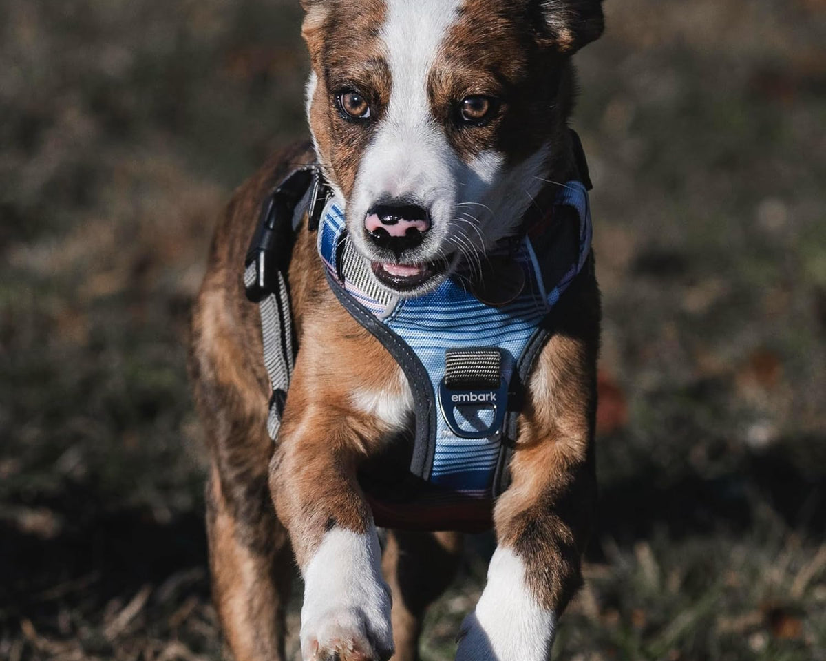 Embark Adventure Reflective No-Pull Dog Harness for Small Breeds - Durable Military-Grade Nylon with Front Clip and Gel-Enhanced Handle