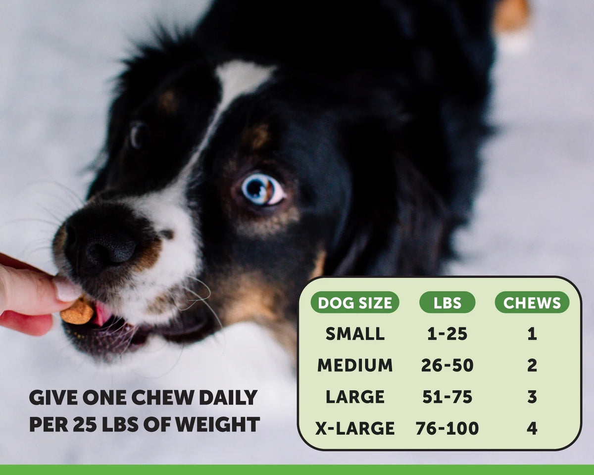 Delicious Pumpkin Flavor Digestive Probiotics Chews - 90 Count with 20% Off Auto Renew!