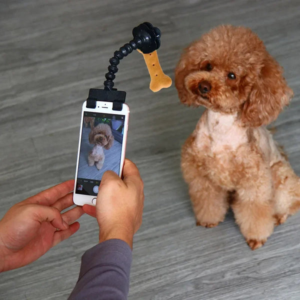 Pet Photography Tool Cat