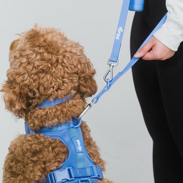  Electric Blue - Comfy and Stylish Dog Walking Experience